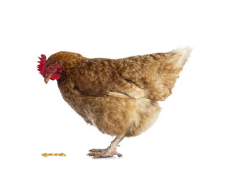 Brown Barnevelder chicken hen standing side ways looking at corn corn, isolated on white background