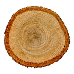 Oak tree cross section isolated on white background