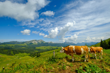 Small herd of cows graze in the Alpine meadow in Switzerland