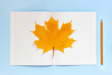 Open notebook, pencil, yellow autumn maple leaf on blue background top view flat lay. Сoncept of study, autumn working table