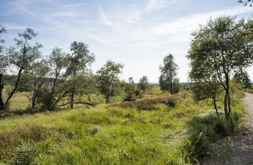 the belgium ardennes with track to walk or drive