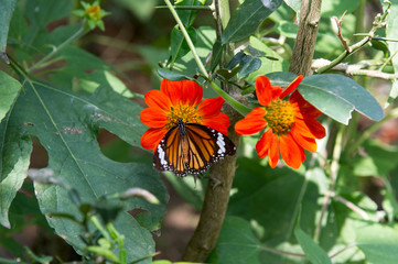 Kep, Cambodia: butterflies on flowers in a garden