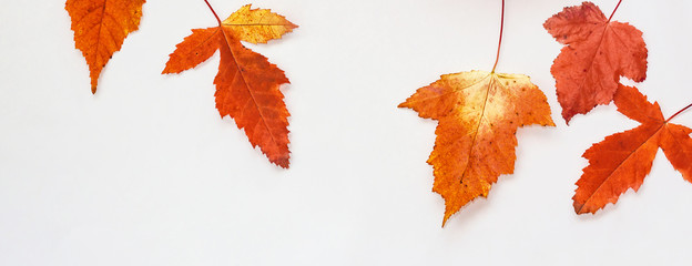 banner Golden Autumn with orange red yellow leaves on white background, copy space. Flat lay, top view.