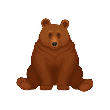 Adorable brown bear sitting isolated on white background. Large forest grizzly. Big mammal animal. Flat vector icon