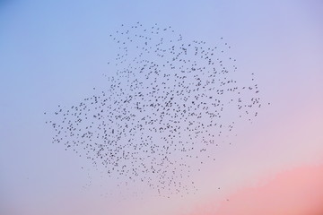 Flock of migrating birds, starlings, flying over a pink and pale blue sunset sky, making a shape or pattern