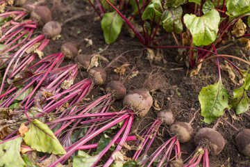 Organic beetroot harvest on ground outdoor in the garden