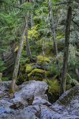 Glacier NP trees