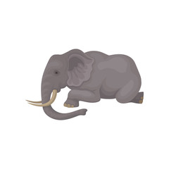 Flat vector icon of big gray elephant lying isolated on white background. Wild animal with large ears, long trunk and tusks