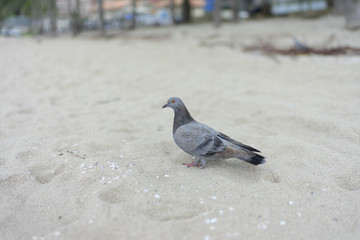 The pigeon walk on the beach