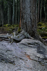 Glacier NP trees