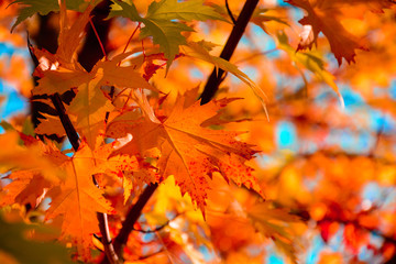 Red maple leaves in autumn season with blue sky background. Selective focus