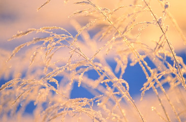 Frost covered plants and ice crystals. Selective focus and shallow depth of field.