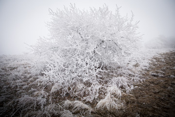 Frozen forest