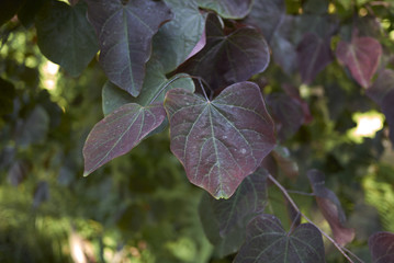 Cercis canadensis 