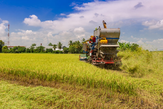 Farmers are harvesting rice by tractor