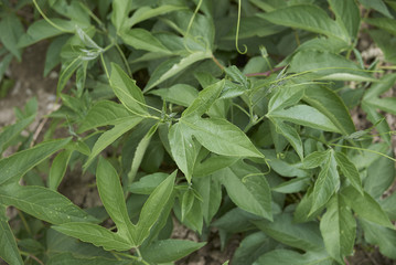 Passiflora incarnata 