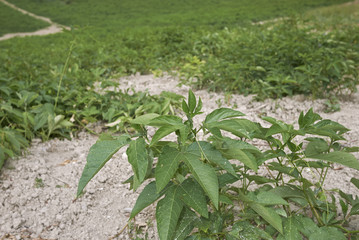 Passiflora incarnata 