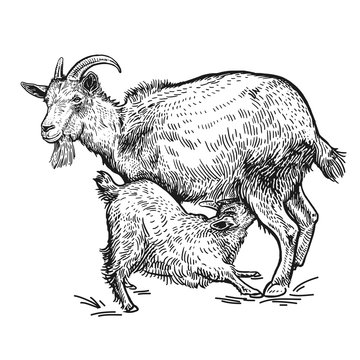 Goat and little goat. Farm animals. Isolated realistic handmade drawing.