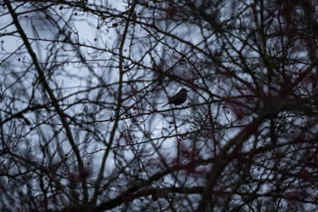 bird hiding in bush