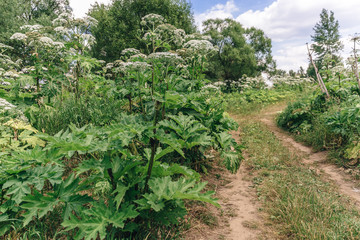 Fototapeta na wymiar Cow parsnip or heracleum is a greatest ecology problem in the world.