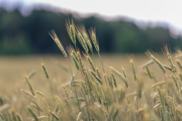 Fototapeta premium endless wheat field, spikelet of ripened wheat grains sway in the wind on a summer sunny day