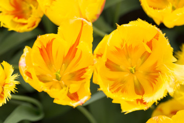 Yellow tulips on nature background