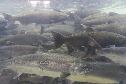 An Underwater View Of A Group Of Wild Salmon