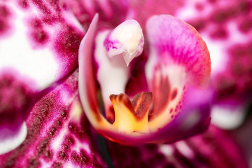 Purple orchid flower or phalaenopsis or moth dendrobium, macro close-up background