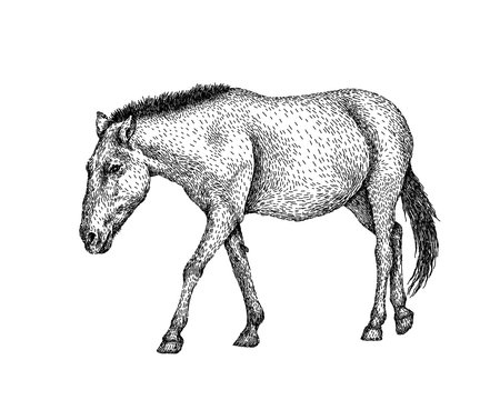 Horse sketch style. Hand drawn illustration of beautiful black and white animal. Line art drawing in vintage style. Realistic image.