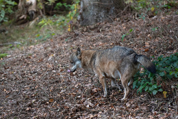 Wolf in Bayerischer Wald National Park, Germany