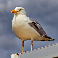 A white and grey bird sits overlooking the world with his chest puffed out