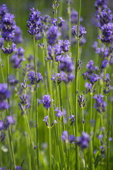 Lavendel und Schmetterling