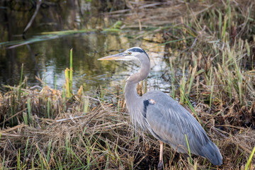 Great blue heron fishing in a swamp area