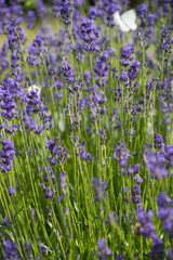 Lavendel und Schmetterling