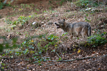 Wolf in Bayerischer Wald National Park, Germany
