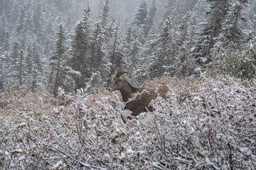 Female mountain sheep