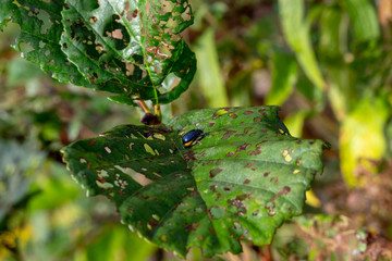 Insect on a leaf covered with dew. Morning macro photography.