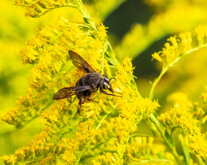 Strand's Carpenter Bee along the nature trail!