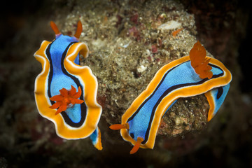 doris nudibranch sea slug