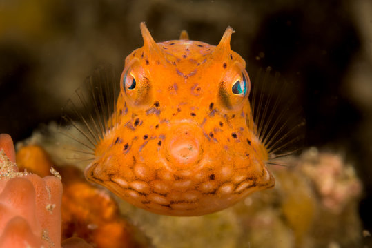 รูปภาพThornback – เลือกดูภาพถ่ายสต็อก เวกเตอร์ และวิดีโอ167 | Adobe Stock