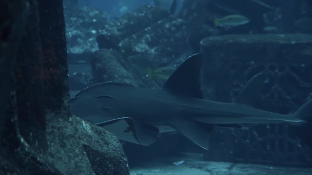 Giant guitarfish swimming in deep blue water in big tank aquarium. Lot of exotical fishes on background. View through glass in underwater zoo. Slow motion