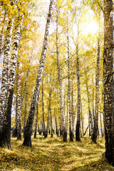 Autumnal Trees Landscape