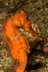 orange common seahorse fish