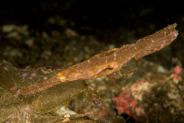 robust ghost pipefish fish