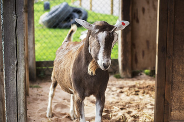 Domestic goat with one horn. Looks like a unicorn. Strong stance, guarding his pen