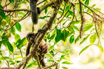 Howler Monkey Baby