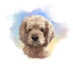 Cocker Spaniel. Portrait of a Dog. Cute puppy on the watercolor background. Animal collection: Dogs. Hand Painted Illustration of Pet. Art background for design. Good for T-shirt, banner, pillow, card
