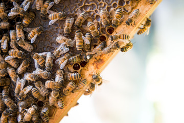 Queen bee on beehive