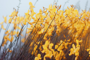 Yellow flowers