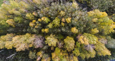 Naklejka na ściany i meble Autumn forest aerial drone view